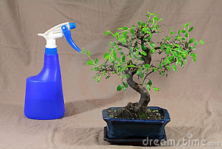 watering bonsai, bonsai water tips, water technique bonsai