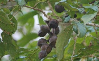 cara mengolah jengkol agar tidak pahit,cara mengolah jengkol mentah,cara mengolah jengkol agar empuk,cara mengolah jengkol muda,cara mengolah jengkol supaya tidak berbau,