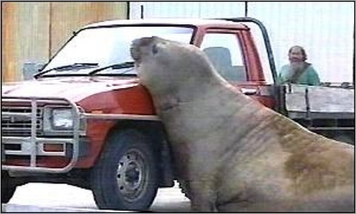 animals-attacking-cars-07
