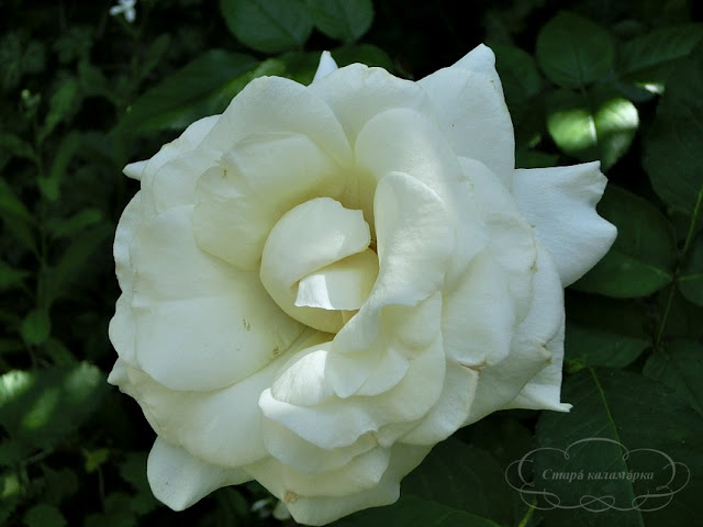 Роза White Symphony, розы, розарии, сад и розы