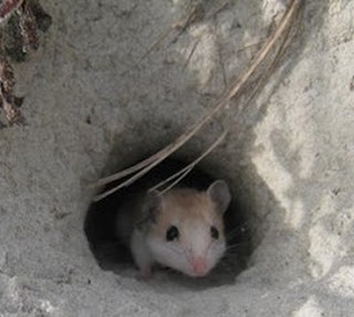 Scientists Find Unique Behavior Rodents