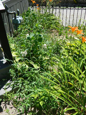 By Paul Jung Gardening Services--a Toronto Gardening Company Leslieville Front Garden Summer Cleanup Before