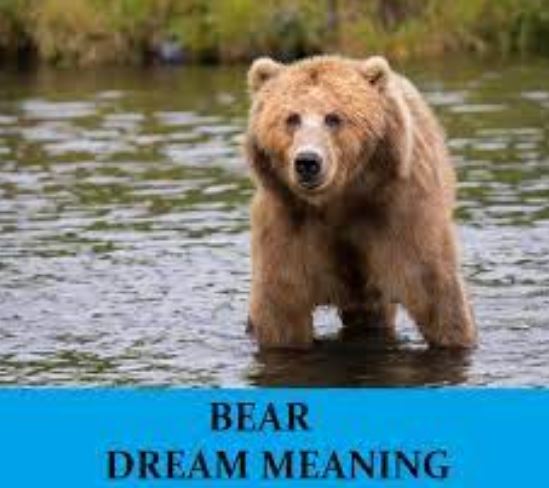 Dream of Bear trainer meaning in Islam
