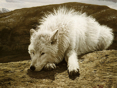 White Wolf Latest Wallpapers