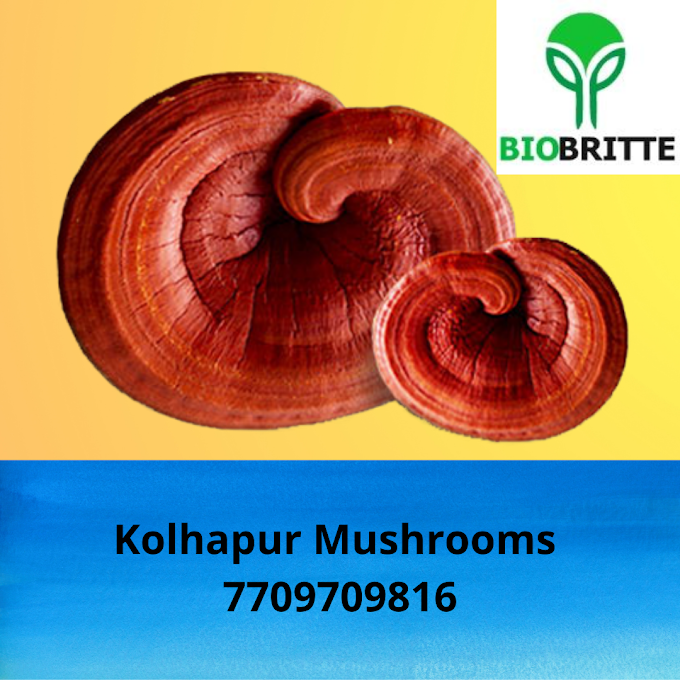 Scope Of  Reishi Mushroom In  Manah | Ganoderma Mushroom Spawn Supplier In Oman | Ganoderma Mushroom Exporter