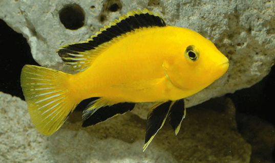 Electric Yellow Cichlid