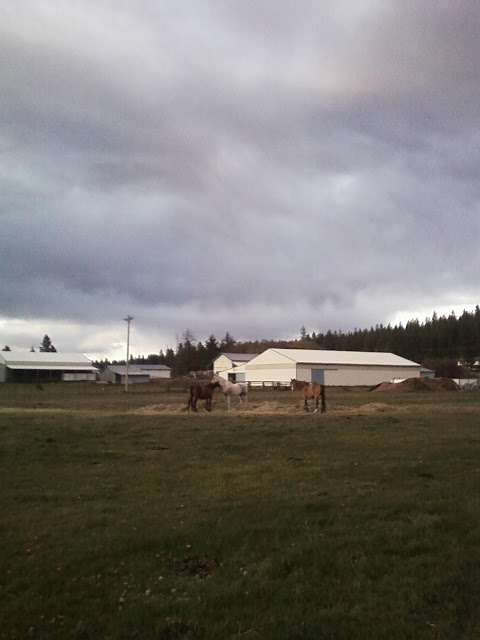 Field horses grooming each other