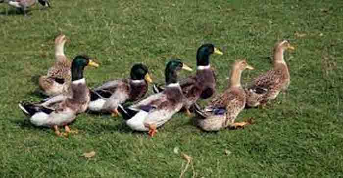 Complaint that 35 ducks reared in house were strangled by anti-social persons, Alappuzha, News, Killed, Complaint, Police, Probe, Kerala