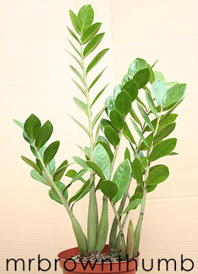 ZZ plant, Low Light Houseplant