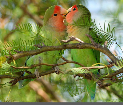 love birds images
