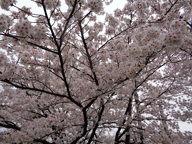 藍野公民館の隣の桜公園のソメイヨシノ桜