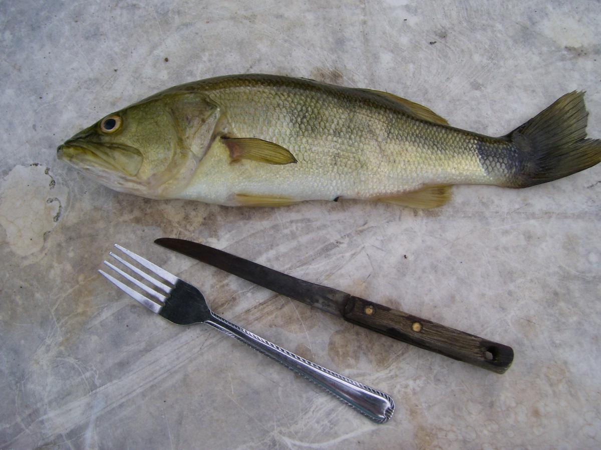 Learning To Live Free: How To Clean Large mouth Bass - Getting Off