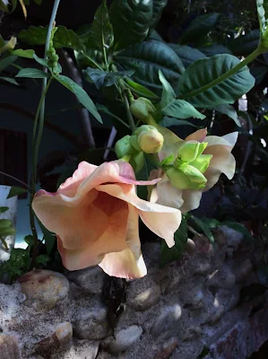 Planta tóxica - Allamanda blanchetii