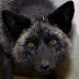 Две выкупленные с притравочной станции чернобурые лисицы поселились в Харькове