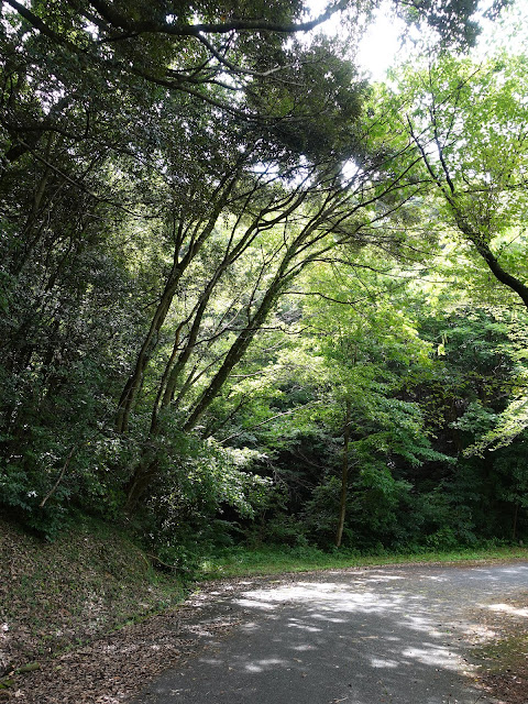 鳥取県西伯郡南部町下中谷　緑水湖遊歩道