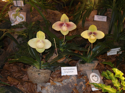 Grow and care Paphiopedilum hangianum orchid - Hang's Paphiopedilum