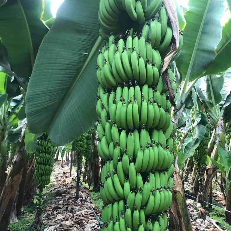 bibit pohon pisang ambon kualitas terbaik Jawa Timur