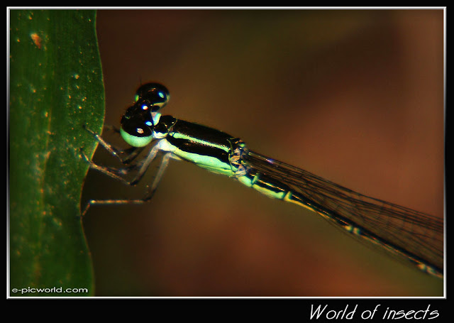 damselfly picture