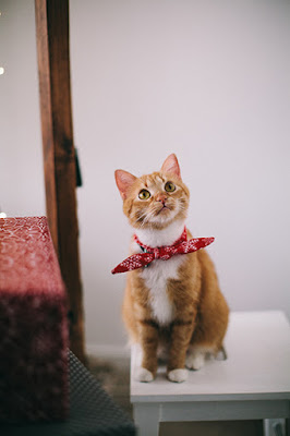 An orange tabby cat with a red handkerchief around its neck sits on a small white table