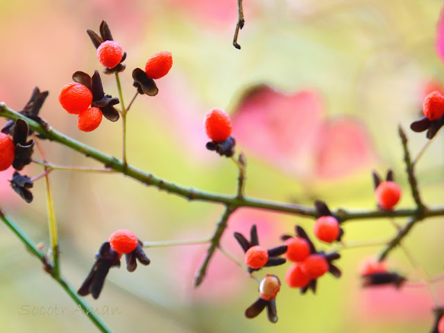 Euonymus alatus