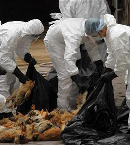 Bird flu in US 2012