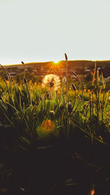 Good morning nature sunrise with grass