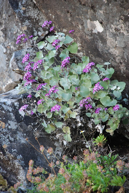 Pericallis aurita