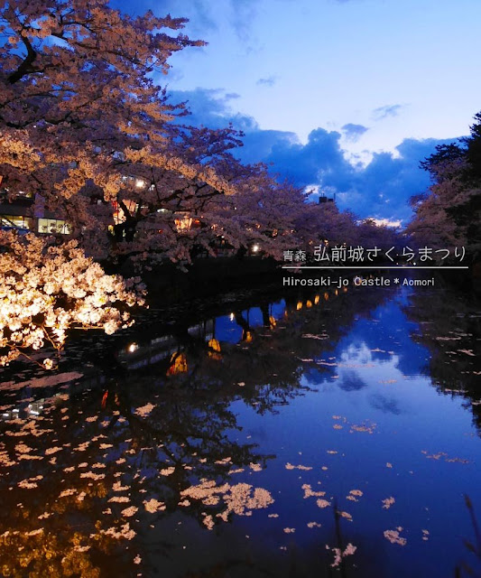 弘前城の夜桜