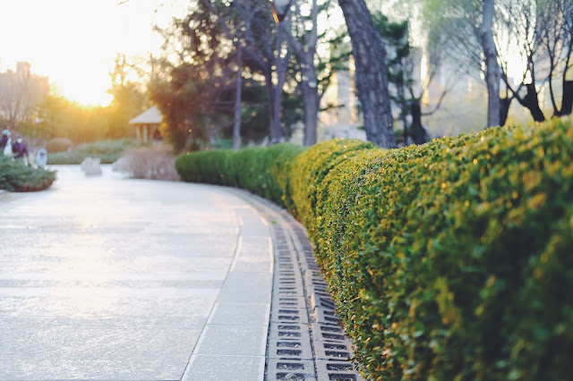 Hedge alongside road: Photo by wang kenan on Unsplash