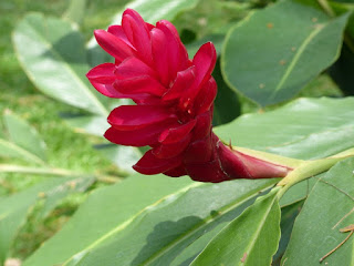 Gingembre rouge - Alpinie - Alpinia purpurata