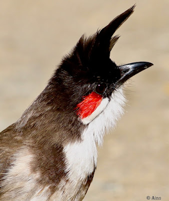 "Red-whiskered Bulbul (Pycnonotus jocosus), as seen in the portrait, has a gorgeous black crown on their head and a red facial patch that forms attractive cherry cheeks, with a white patch on lower ear-coverts bordered below by a black moustachial stripe. Endemic to Mount Abu."