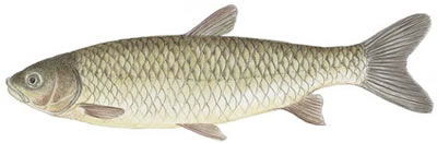 Grass Carp