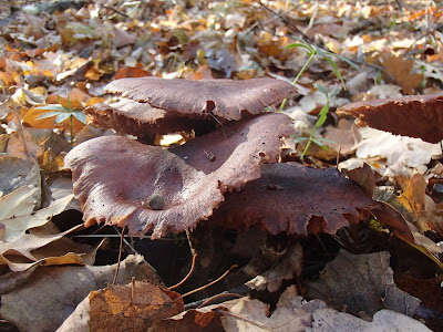 opieńka ciemna, Armillaria ostoyae