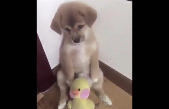 La conmovedora reacción de un perrito al ser regañado por su dueño causa ternura en redes. (VIDEO)