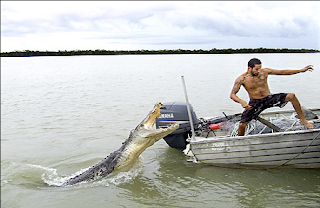 Crocodile Attack