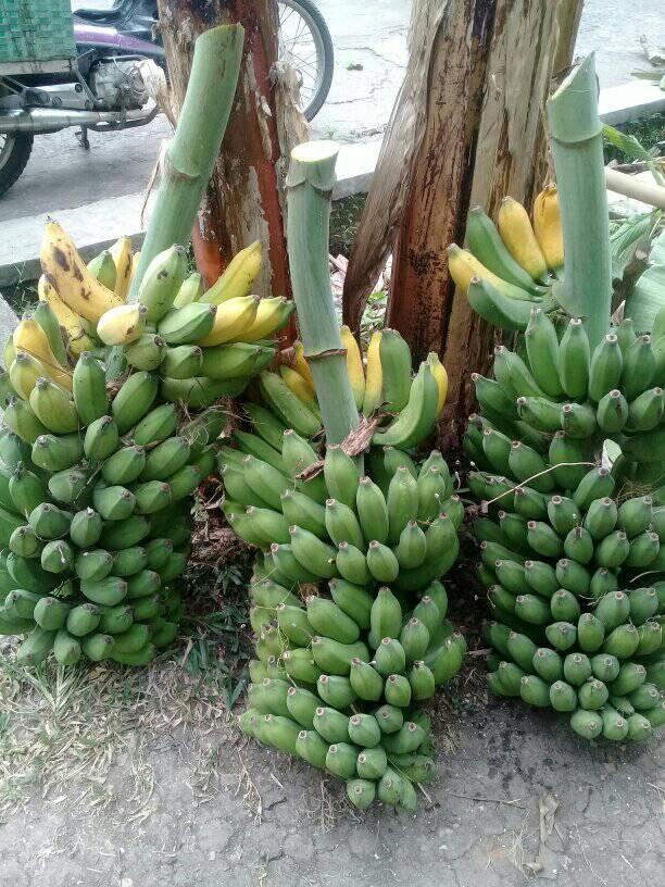 panen pisang cavendish