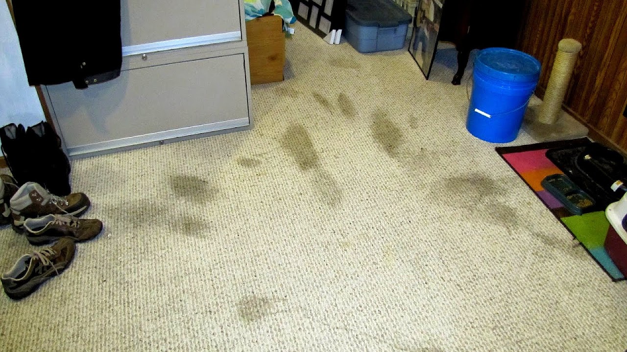 Removing Pet Odor From Carpet