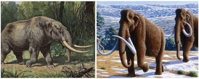 مقارنة فيل الماموث والمستودون