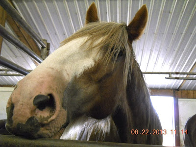 Flaxen chestnut sabino Clydesdale head