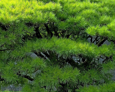 Green Free Nature Wallpaper