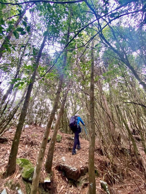 陡上山徑