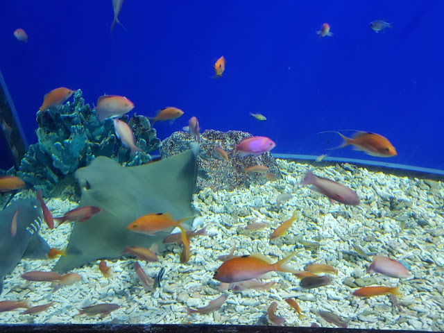 osaka aquarium kaiyukan aqua gate