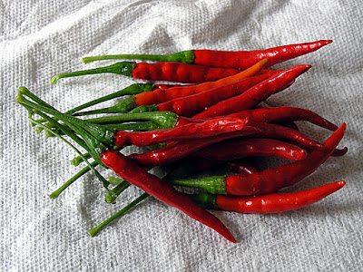 Chile de Arbol Peppers: photo by Cliff Hutson