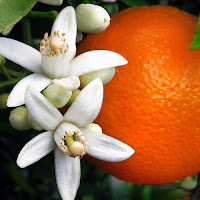 orange - πορτοκαλιά