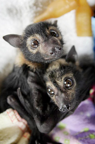 fruit bat. Baby Fruit Bats (Benjamin