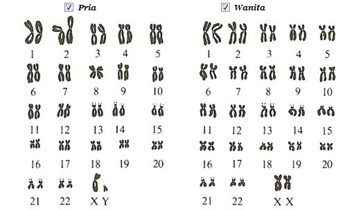 Gaya Terbaru 54+ Kromosom Laki Laki Dan Perempuan