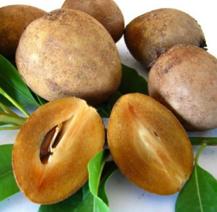 bibit tanaman buah sawo manilo sawo manila Bengkulu