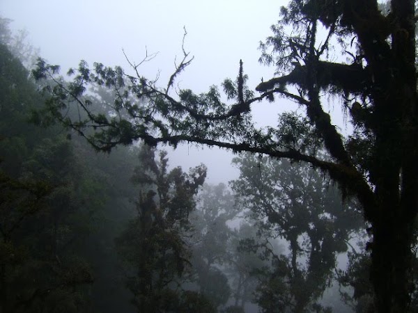 Beberapa Langkah Menyelamatkan Hutan Hujan