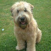 Thinking about Your Soft Coated Wheaten Terrier Pet Dog 