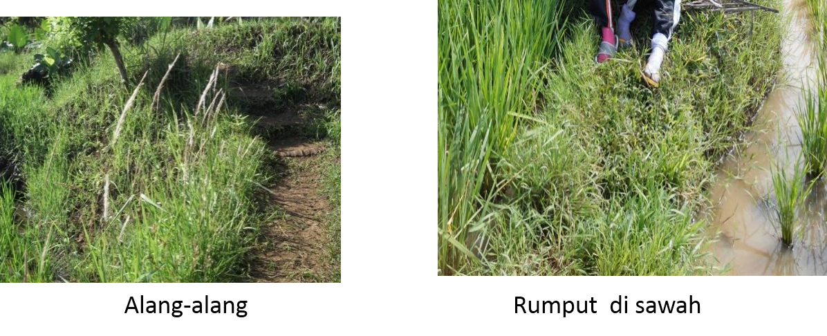 EKOSISTEM SAWAH BERTINGKAT 6C: MAKALAH LAPORAN PRAKTIKUM 